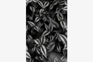 leafs