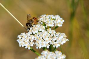 Biene auf Blume