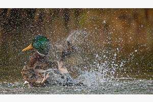 Enten Waschtag