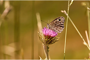 Schmetterling trifft auf Marienkäfer