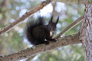 Eichhörnchen