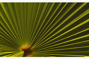 Palmenblatt