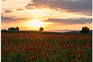 Sonnenuntergang über dem Mohnfeld