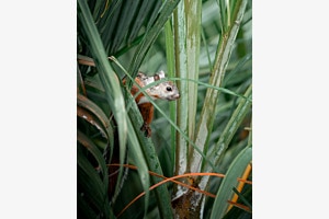 Hidden contrasts