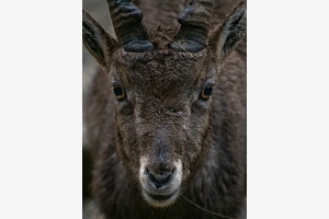 Steinbock-Portrait Steinbock-Portrait