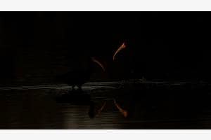 Ibis im letzten Licht Ibis im letzten Licht