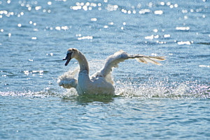 Wasserspass