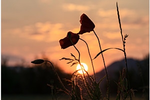 Im letzten Abendlicht