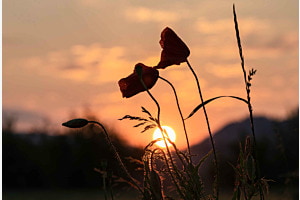 Mohnblumen im Sonnenuntergang