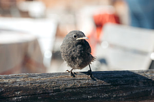 Vogel am Morgen