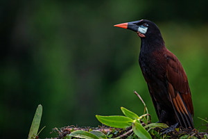 Montezuma Stirnvogel