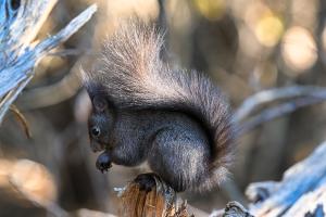 Eichhörnchen