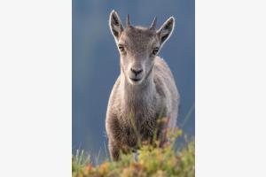 Neugieriges Steinbockkitz