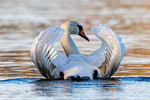 Schwan im Abendlicht Schwan im Abendlicht