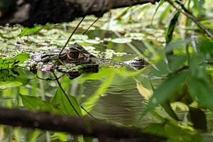 Kaiman Costa Rica