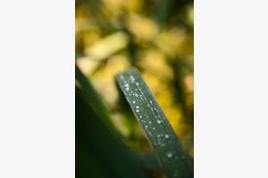 Wassertropfen Wassertropfen