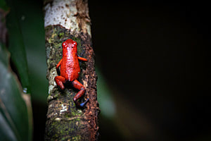 Oophaga Pumilio Oophaga Pumilio