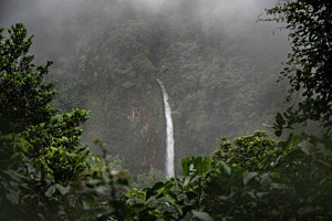Rainforest's treasure