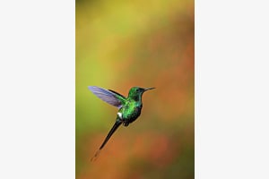Kolibri