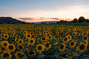Abendstimmung beim Sonnenblumenfeld