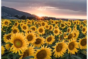 Freies Thema "Sonnenuntergang am Sonnenblumenfeld" Freies Thema "Sonnenuntergang am Sonnenblumenfeld"