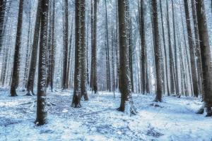 Winter Wonderland