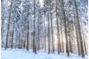 Winter Wonderland
