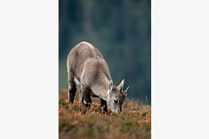 Steinbock Jungtier Steinbock Jungtier