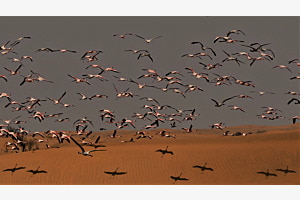Flamingos