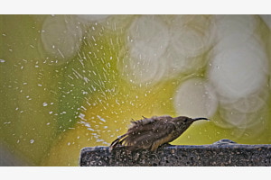 Abkühlung im Wasser
