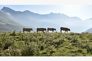 Abbey Road in the Mountains