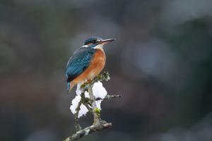 Eisvogel Portrait