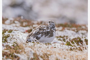 Freies Thema "Schneehuhn im ersten Schnee"