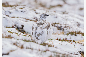 Schneehuhn im ersten Schnee Schneehuhn im ersten Schnee