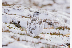 Alpenschneehuhn Alpenschneehuhn