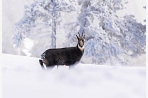 Freies Thema "Gämse im Winter Wunderland"