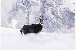 Gämse im Tiefschnee Gämse im Tiefschnee