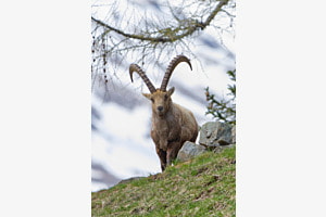 Steinbock