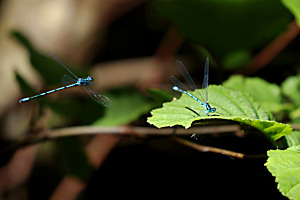 Demoiselles