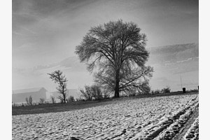 Der Baum