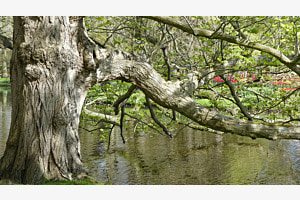 Der alte Baum