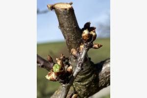 Der Frühling erwacht