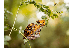 Die kleine Spinne