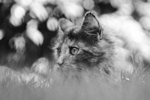 Hauskatze Kimmy