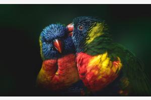 Colours of Love 