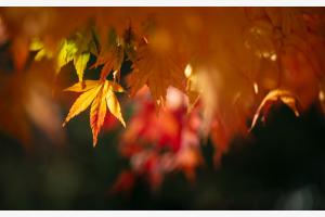 Herbstblätter 