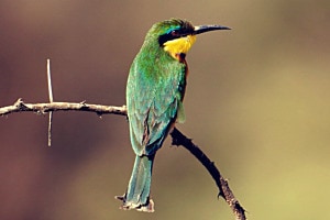 Birdlife Africa 