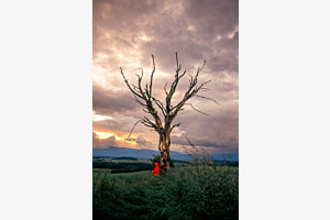 The old tree and me 