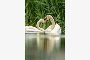 Ewige Liebe
