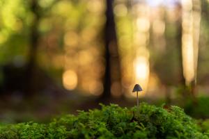 Ein Männlein steht im Walde Ein Männlein steht im Walde